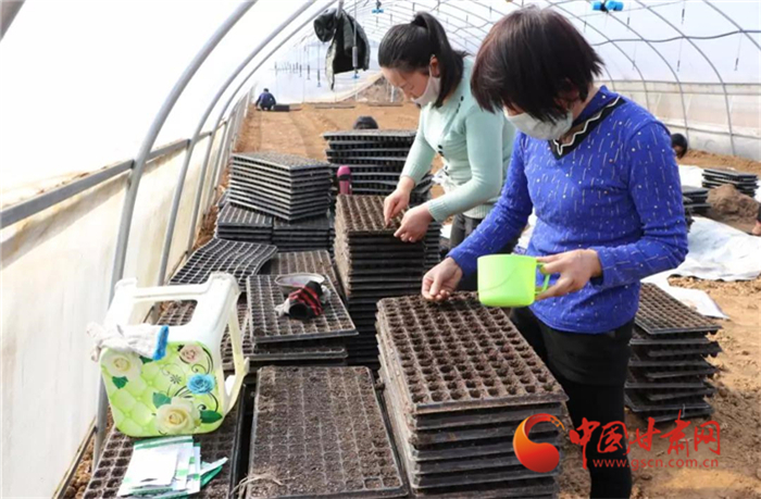 【甘肅全民戰“疫”】隴南徽縣：防疫生產兩手抓 辣椒育苗春種忙