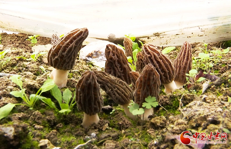 【決戰(zhàn)決勝脫貧攻堅(jiān)】甘肅文縣：羊肚菌大幫手 拓寬農(nóng)戶(hù)增收不再愁