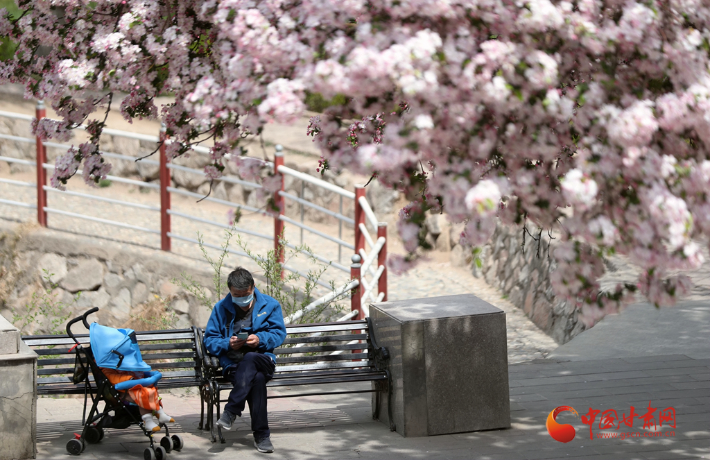 賞花季|蘭州小西湖：西湖之畔花正好 海棠依舊笑春風(fēng)（組圖+視頻）