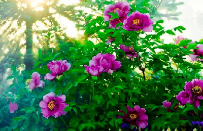 【“甘味”故事】“百花王”駕到！國色傾城正當時