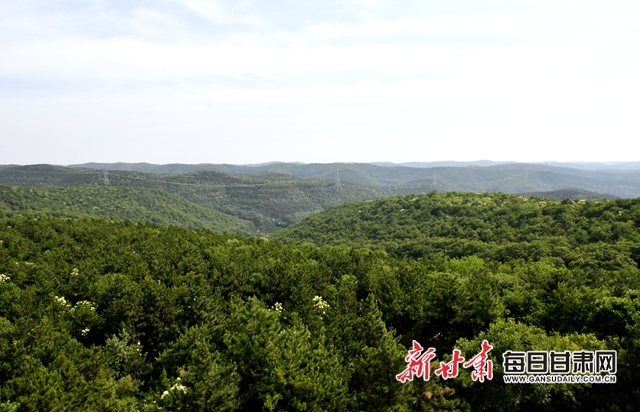 【甘肅生態環保媒體行】子午嶺深處，一家三代人用生命守護黃土高原的“天然生態屏障”