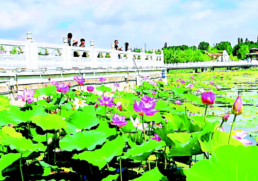 與“荷”相約 共“香”夏日 白銀區第四屆荷花節本月28日開幕
