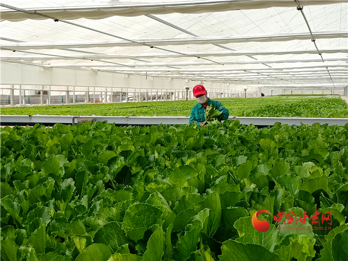 【中國的脫貧智慧】蘭州新區現代農業助力高質量脫貧奔小康