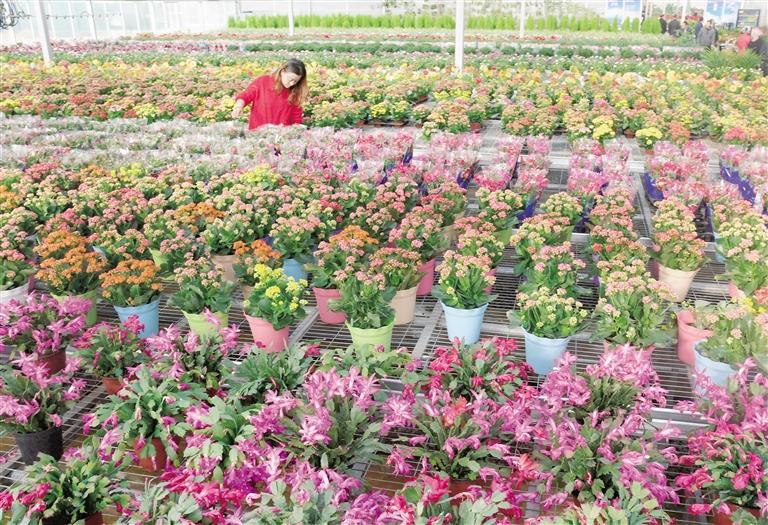 臨夏縣20多萬(wàn)株水仙花、杜鵑、蝴蝶蘭等60多種花卉競(jìng)相綻放