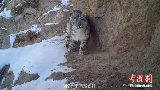 精靈漫步！甘肅阿克塞祁連山深處現雪豹身影
