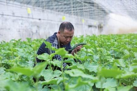 “栽種的是菜苗，收獲的是希望！”——隴南兩當縣豆坪村蔬菜種植見聞