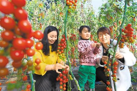 酒泉市肅州區東洞戈壁產業園里的圣女果、人參果陸續成熟上市