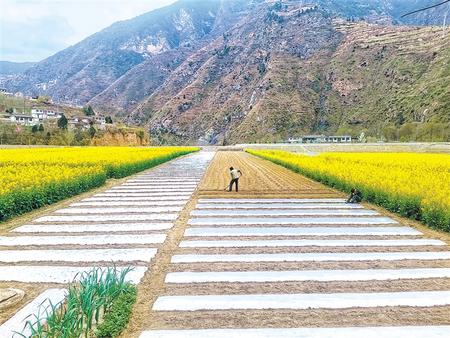 隴南西和縣大橋鎮油菜花開放
