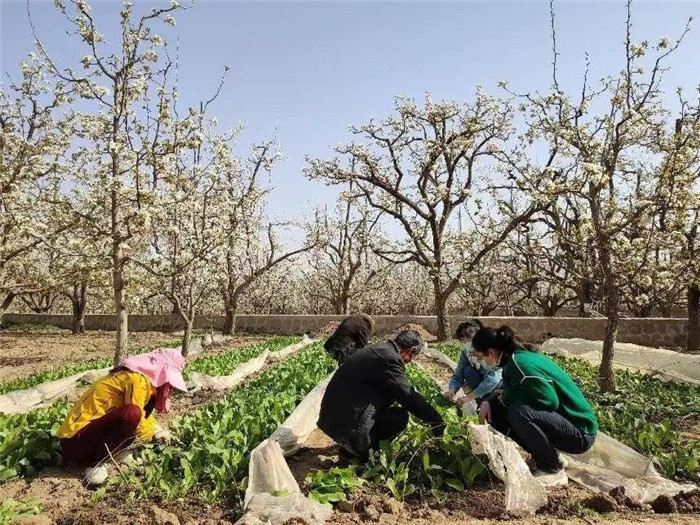 1652865681202369.jpg 皋蘭縣紀(jì)檢監(jiān)察干部向果農(nóng)詢問梨樹養(yǎng)護(hù)情況,推動(dòng)解決群眾關(guān)心的農(nóng)業(yè)生產(chǎn)“急難愁盼”問題。.jpg