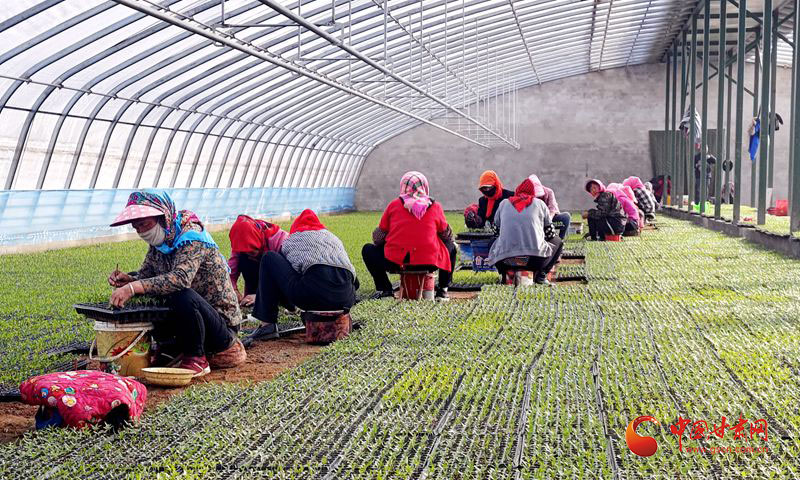 臨澤：春日大棚農(nóng)事忙