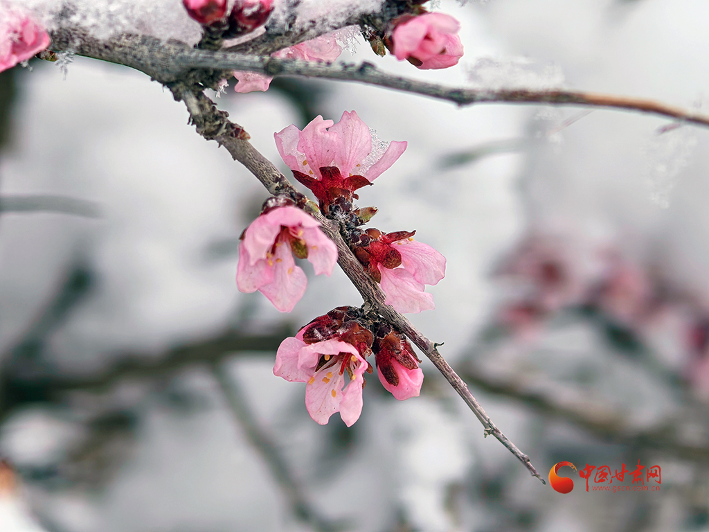 隴拍客|野生植物蒙古扁桃花開與雪共舞