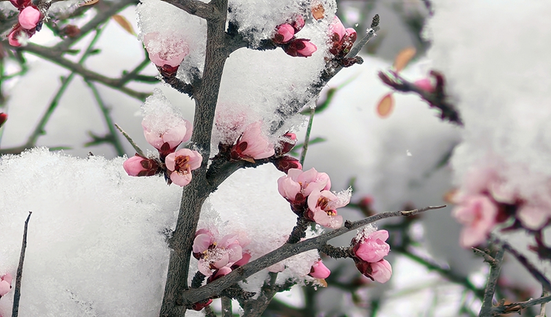 隴拍客|野生植物蒙古扁桃花開與雪共舞