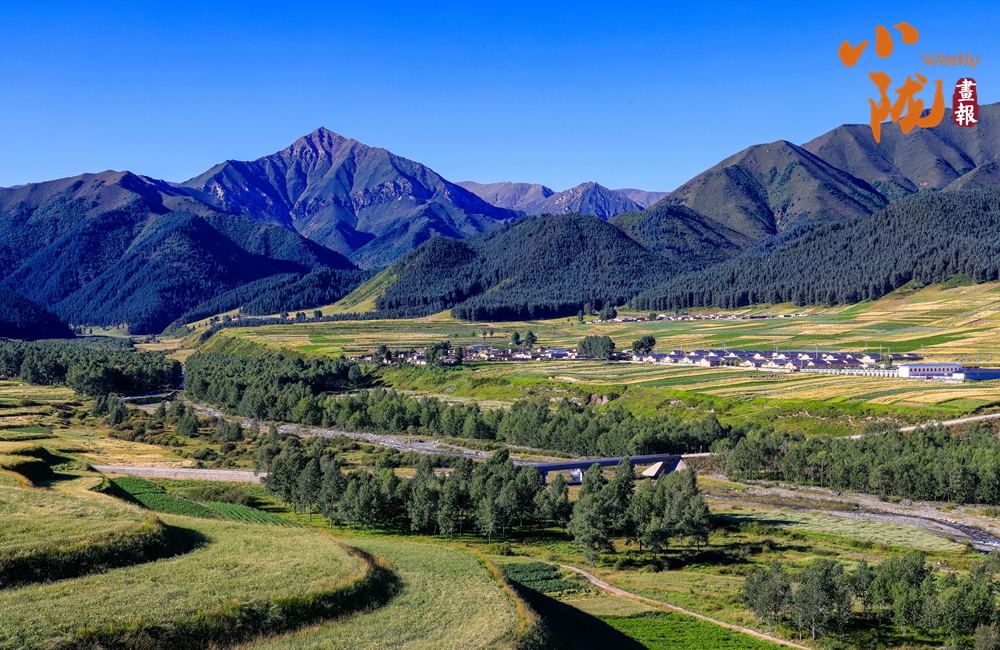 天祝哈溪 白雪綠林同框 冬日浪漫如畫境