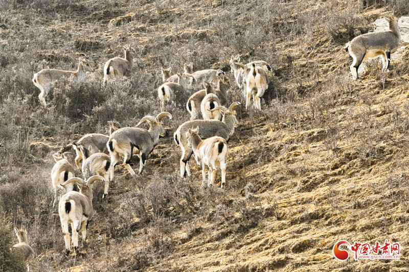 “巖壁精靈”巖羊群現祁連山民樂段