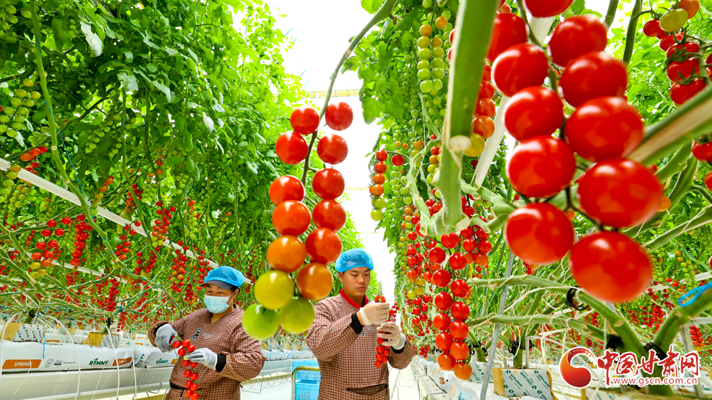 隴原山鄉(xiāng)新畫卷·隴拍客丨張掖：智慧農(nóng)業(yè)碩果飄香